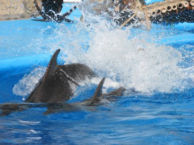 Yunuslar yunuslara atlayıp yüzerler.