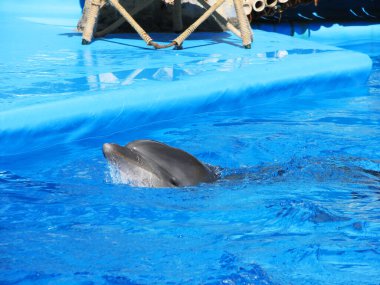 Sudan güzel bir yunus çıktı.