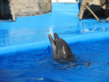 Sudan güzel bir yunus çıktı.