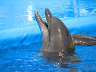 Sudan güzel bir yunus çıktı.