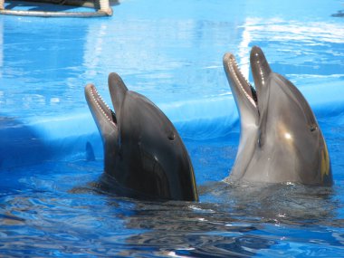 Sudan iki güzel yunus çıktı..