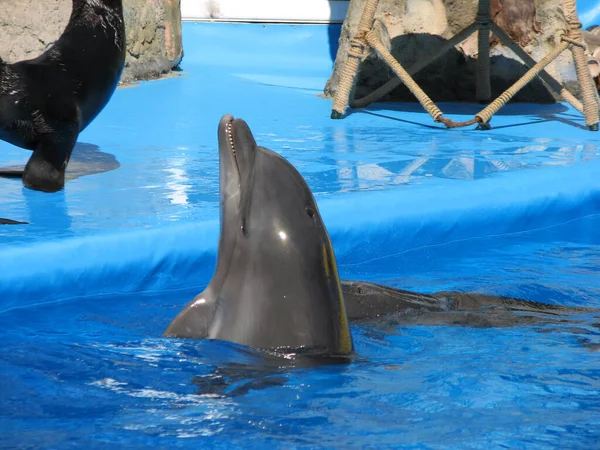 Yunuslar yunuslarda yüzer ve suya atlarlar..