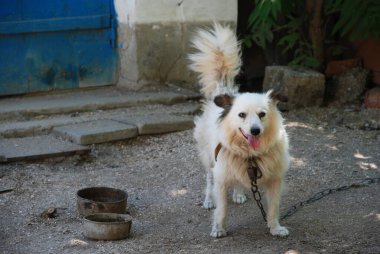 Beyaz bir köpek bir çiftlik evinin arka bahçesinde kaselerinin yanında duruyor.