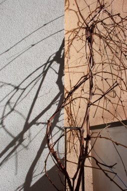 Bir evin duvarında kurumuş üzümlerin gölgesi