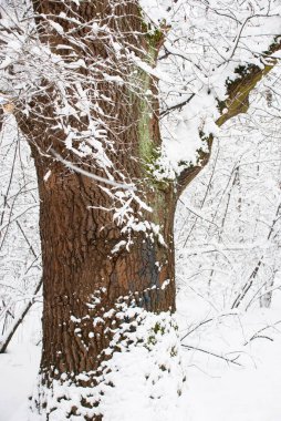 Kış ormanında karla kaplı büyük yaşlı bir ağaç duruyor..
