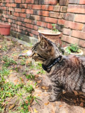 Bahçeyi keşfeden tekir bir kedinin yan profili, belirgin bıyıkları ve bulanık tuğladan yapılmış arka planda siyah bir tasması var.