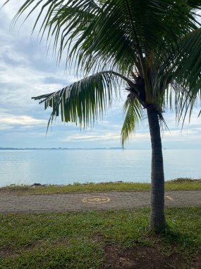 Tek bir hindistan cevizi palmiyesi, bulutlu bir gökyüzünün altında sakin bir okyanusa bakan tuğla bir geçidin yanındaki çimenli bir arazide duruyor.