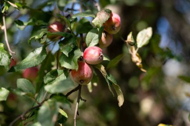 Kırmızı, taze ve olgun elma güneşli bir günde bir ağaç dalına asılır..