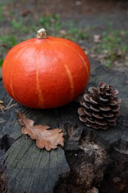 Dikey çekim. Bahçede, bir kütüğün üzerinde bir balkabağı, bir kozalak ve kuru bir meşe yaprağı yatıyor..