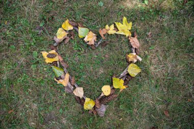 Altında sarı sonbahar yaprakları olan büyük bir ağacın gövdesi.