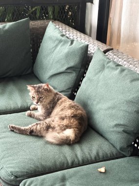 Rahatlamış kedi, gri-kahverengi kürklü yeşil bir yastıkta dinleniyor. Yarı açık bir alanda, yeşil bir kanepede ve arka planda korkuluklar var..