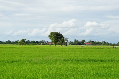 Kırsal alanda, parçalı bulutlu gökyüzünün altında ağaçlar ve evler olan yemyeşil pirinç tarlaları..