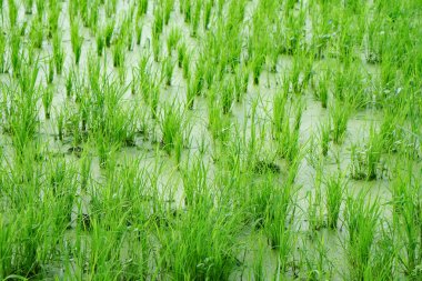 Bereketli yeşil çeltik tarlaları ve durgun sularda yetişen genç pirinç bitkileri..
