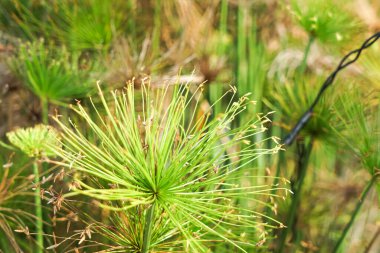 Cyperus papirüsünün radyal yeşil yaprakları açık havada verimli bir ortamda merkezi bir saptan yayılarak botanik simetriyi ve canlı dokuyu gösterir..