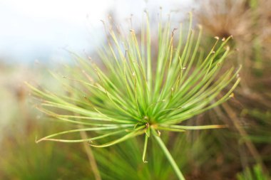 Cyperus papirüsünün radyal yeşil yaprakları açık havada verimli bir ortamda merkezi bir saptan yayılarak botanik simetriyi ve canlı dokuyu gösterir..