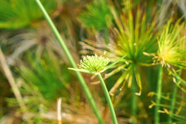 Cyperus papirüsünün radyal yeşil yaprakları açık havada verimli bir ortamda merkezi bir saptan yayılarak botanik simetriyi ve canlı dokuyu gösterir..
