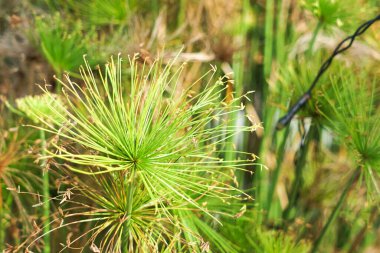 Cyperus papirüsünün radyal yeşil yaprakları açık havada verimli bir ortamda merkezi bir saptan yayılarak botanik simetriyi ve canlı dokuyu gösterir..