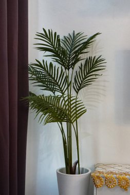 Perde ve masanın yanına yerleştirilmiş beyaz bir tencerede kapalı bir palmiye bitkisi temiz ve modern bir ev dekorasyonu oluşturur..