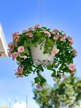 Asılan yeşil yapraklı bir tencerede asılı pembe Vinca çiçekleri, açık mavi gökyüzüne karşı beyaz bir verandanın tavanında asılı..