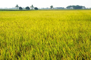 Parlak gün ışığı altında yemyeşil ve altın pirinç tarlaları, arka planda palmiye ağaçları ve çiftlik evleri, canlı kırsal manzaralar sergiliyor..