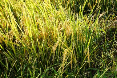 Altın panikli, yemyeşil yapraklı, güneş ışığında yıkanmış ve hasat için hazır olgun pirinç bitkilerinin yakın çekimi..
