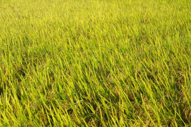 Altın panikli, yemyeşil yapraklı, güneş ışığında yıkanmış ve hasat için hazır olgun pirinç bitkilerinin yakın çekimi..