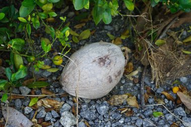Kurumuş bir hindistan cevizi yeşil yapraklar ve küçük meyvelerle çevrili çakılların üzerinde yatar, ağaçtan düştükten sonra doğal bir tropikal manzara yakalar..