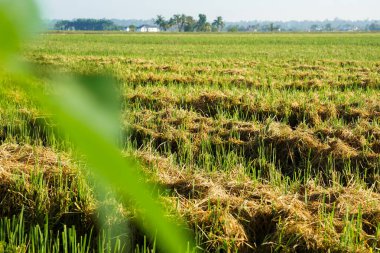 Parlak gün ışığı altında yemyeşil ve altın pirinç tarlaları, arka planda palmiye ağaçları ve çiftlik evleri, canlı kırsal manzaralar sergiliyor..