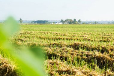 Parlak gün ışığı altında yemyeşil ve altın pirinç tarlaları, arka planda palmiye ağaçları ve çiftlik evleri, canlı kırsal manzaralar sergiliyor..