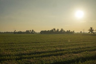 Altın güneş ışığı, palmiye ağaçlarıyla çevrili sakin bir tarım tarlasını yıkıyor ve alacakaranlıkta kırsal yaşamın huzurlu özünü yakalıyor..
