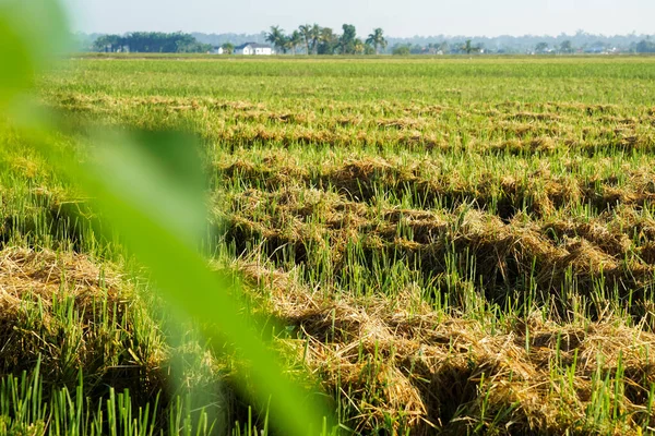 Parlak gün ışığı altında yemyeşil ve altın pirinç tarlaları, arka planda palmiye ağaçları ve çiftlik evleri, canlı kırsal manzaralar sergiliyor..