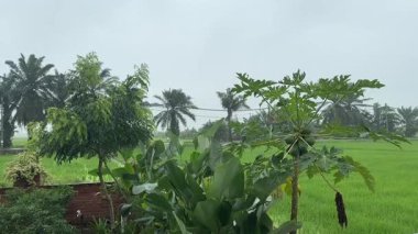 Papaya ve köri ağaçlarının üzerine yağan yağmurlar, yemyeşil pirinç tarlası arka planında, sakin bir kırsal tropikal tarım manzarasını gösteriyor..