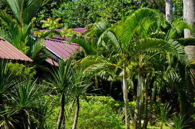 Canlı yeşilliğe sahip verimli tropikal bahçe, sarı sandalyeli, sicim lambalı ve sakin, doğa entegre ambiyanslı geleneksel ahşap bir binayı çevrelemektedir..