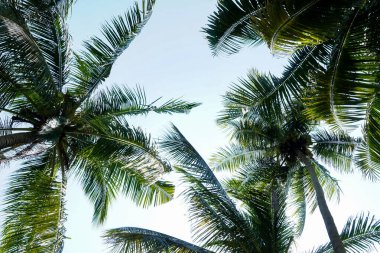 Yüksek hindistan cevizi palmiyesi ağaçları yemyeşil yapraklar ve görünür hindistan cevizleri, titrek mavi gökyüzü karşısında serin tropikal bir ortamda.
