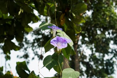 Ipomoea purpurea (Bunga Serunai) çiçeklerine yakın çekim, yemyeşil bir bahçede kalp şeklinde yapraklar..