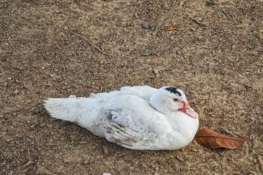 Yüzünde kırmızı lekeler olan beyaz Moskovalı ördek dışarıda toprak yüzeyde dinleniyor..