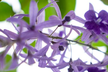 Zımpara kağıdı sarmaşığı çiçeklerine yakın, Petrea hacimleri, Malay 'da pokok kertas pasir olarak bilinir..