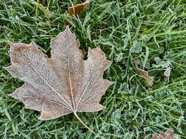 Buzla kaplı tek bir akçaağaç yaprağı yeşil çimenlerden bir yatağın üzerinde sersemletici bir doğal görüntü oluşturur.