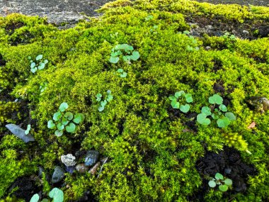Bu resim, yemyeşil yosunların ve küçük bitkilerin yakın çekim görüntülerini sergiliyor, güzel bir doğal doku yaratıyor.