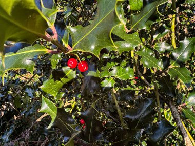 Bu resim canlı yeşil yaprakları ve kutsal bir bitkinin kırmızı meyvelerini gösteriyor. Tatil temalı projeler için mükemmel.