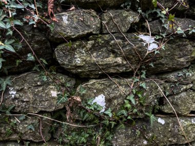 Kalıplaşmış taş duvar yeşil sarmaşıkla kaplı. Bu da çok güzel doğal bir desen oluşturuyor.