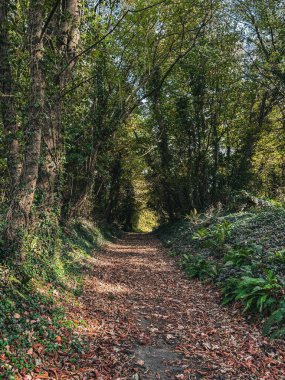 Sakin bir orman yolu dökülen yapraklarla kaplıdır, doğanın güzelliklerinde barışçıl bir yürüyüş yapmaya davet eder.