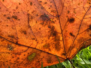 Bu makro çekim sonbahar yapraklarının güzelliğini yakalar, yaprağın damarlarını ve benzersiz desenlerini vurgular.