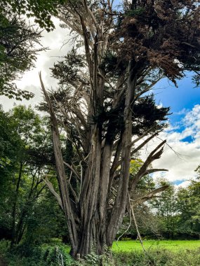 Ağacın bükülmüş gövdesi ve dalları gökyüzüne doğru uzanarak çevreleyen yeşilliklerle çarpıcı bir kontrast oluşturuyor.
