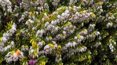 Bu narin çiçekler her bahçeye çok güzel bir eklenti. Zarafet ve cazibe katıyor.