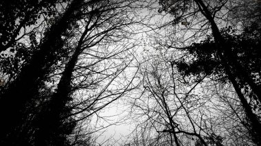 Siluetli ağaç dallarının ve karışık dalların çarpıcı düşük açılı görüntüsü bulutlu bir gökyüzüne doğru uzanarak ormanda derinlik ve gizem hissi yaratıyor.