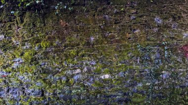 Yıpranmış bir taş duvarın detaylı bir görüntüsü canlı yeşil yosunlar ve dokulu yüzeyinde büyüyen narin asmalar.