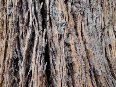 Ağaç gövdesi derisinin yaşlı ve çatlamış yüzeyi.