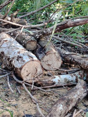 Ağaç budadıktan ya da temizledikten sonra orman zemininde kesilmiş kütükler ve dallar yığılmış..