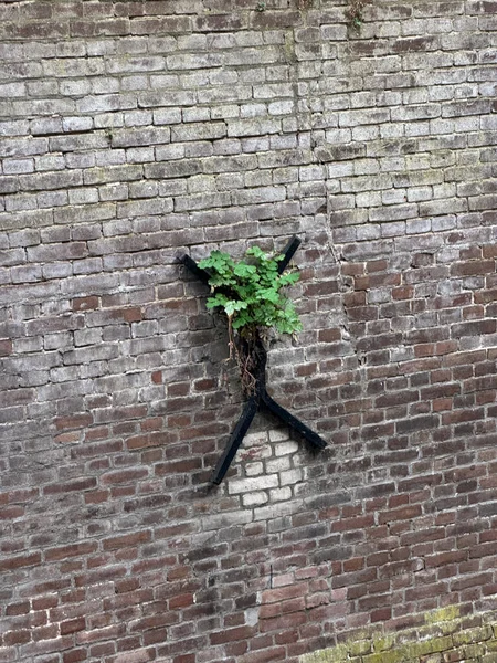 Bitki, eğreltiotu, eski tuğla duvarda çapa ile büyüyor.